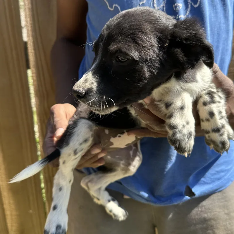 Buzzy  Local April thumbnail 3