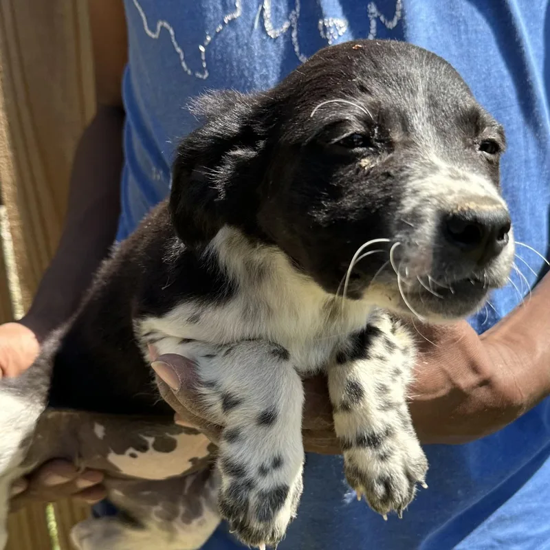 Buzzy  Local April thumbnail 4