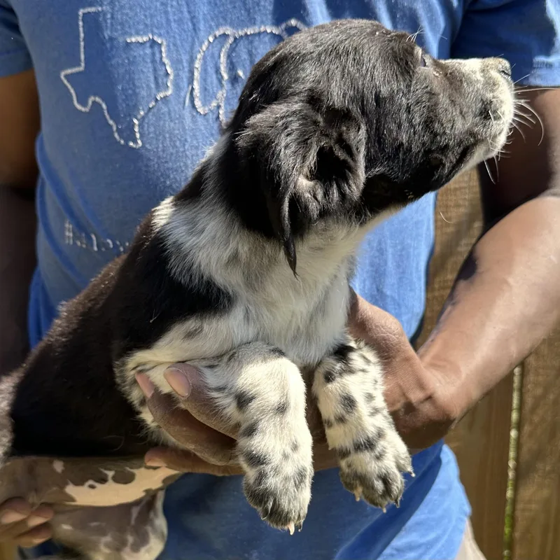 Buzzy  Local April thumbnail 5