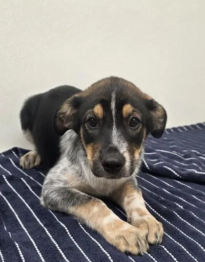 A young medium-sized female Shepherd dog named Claire Redfield for adoption in Phoenix, AZ