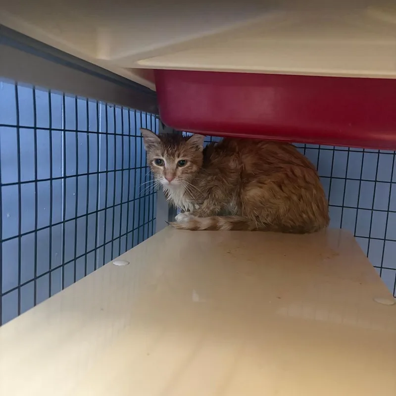 A young medium-sized female Orange / Red Domestic Short Hair cat named Kiara for adoption in Tipton, IA