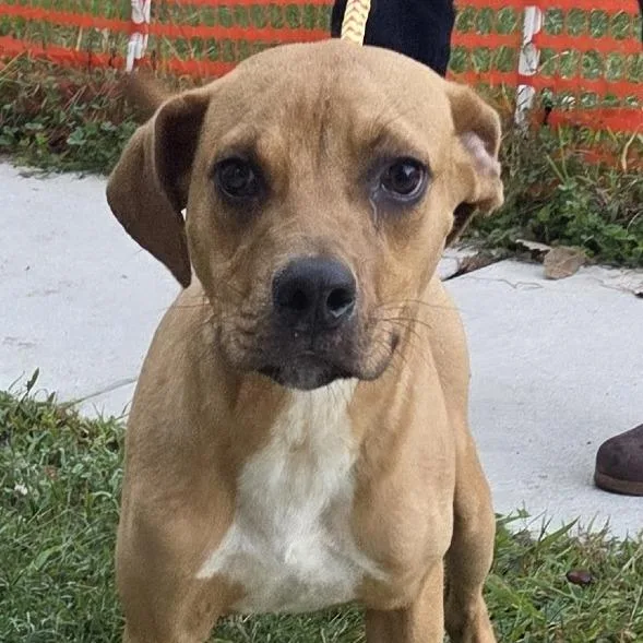 A young medium-sized male Mixed Breed dog named Christian for adoption in Voorhees, NJ