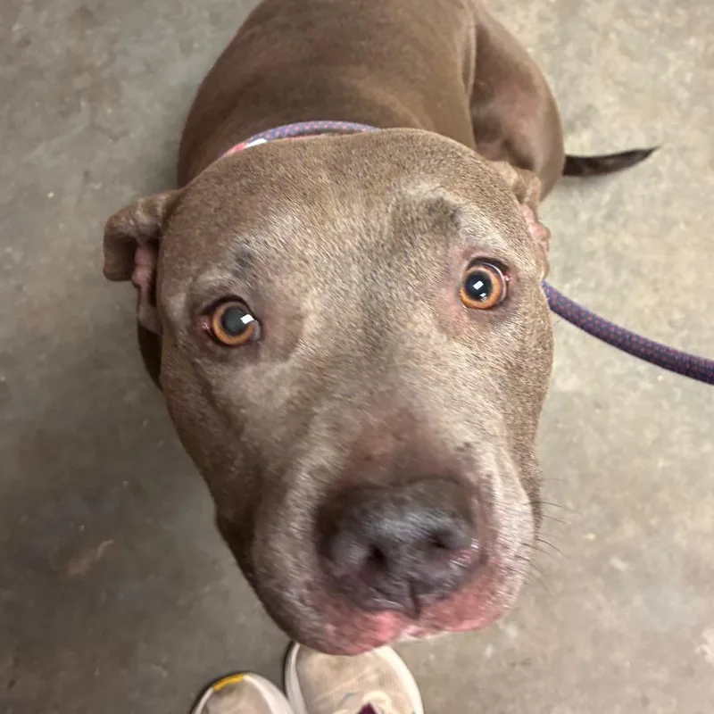 An adult large-sized female Gray / Blue / Silver Mixed Breed dog named Seal for adoption in Manhattan, KS