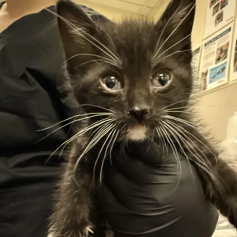 A baby small-sized female Black Domestic Short Hair cat named Emmy Demy for adoption in Hinsdale, IL