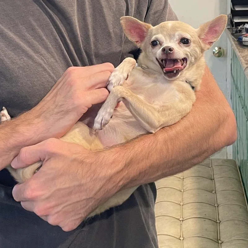 A senior small-sized female Yellow / Tan / Blond / Fawn Chihuahua dog named Penny for adoption in San Francisco, CA