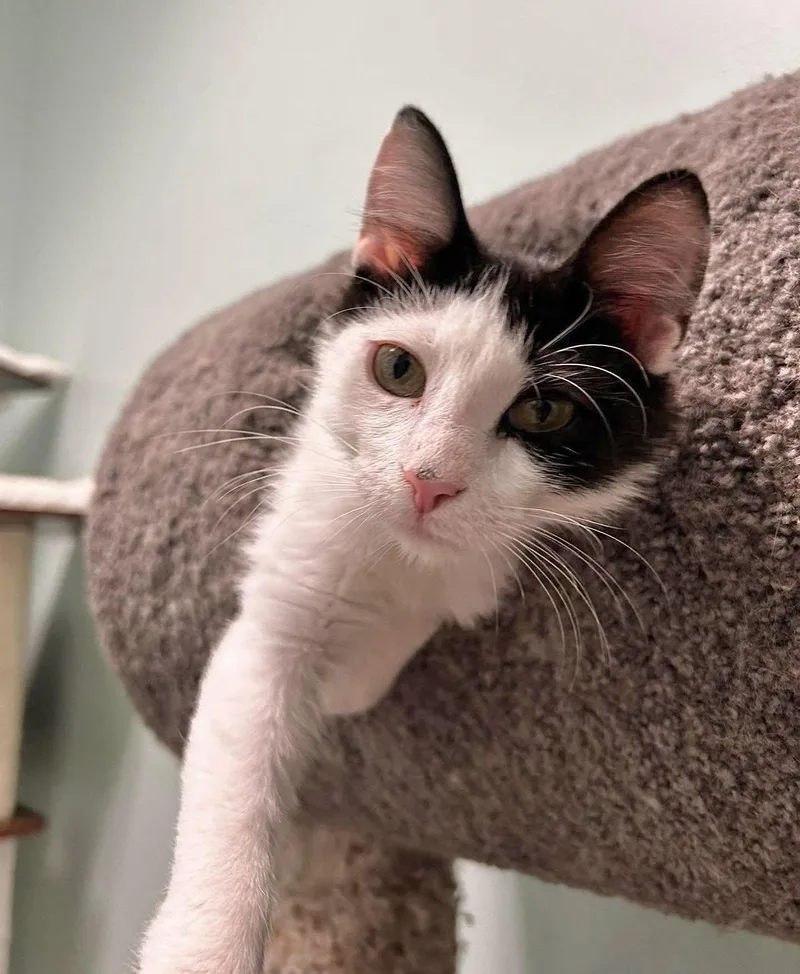An adult medium-sized male Black & White / Tuxedo Domestic Short Hair cat named Acorn for adoption in Champaign, IL