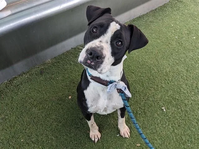 A young large-sized female American Staffordshire Terrier dog named Magpie for adoption in Phoenix, AZ