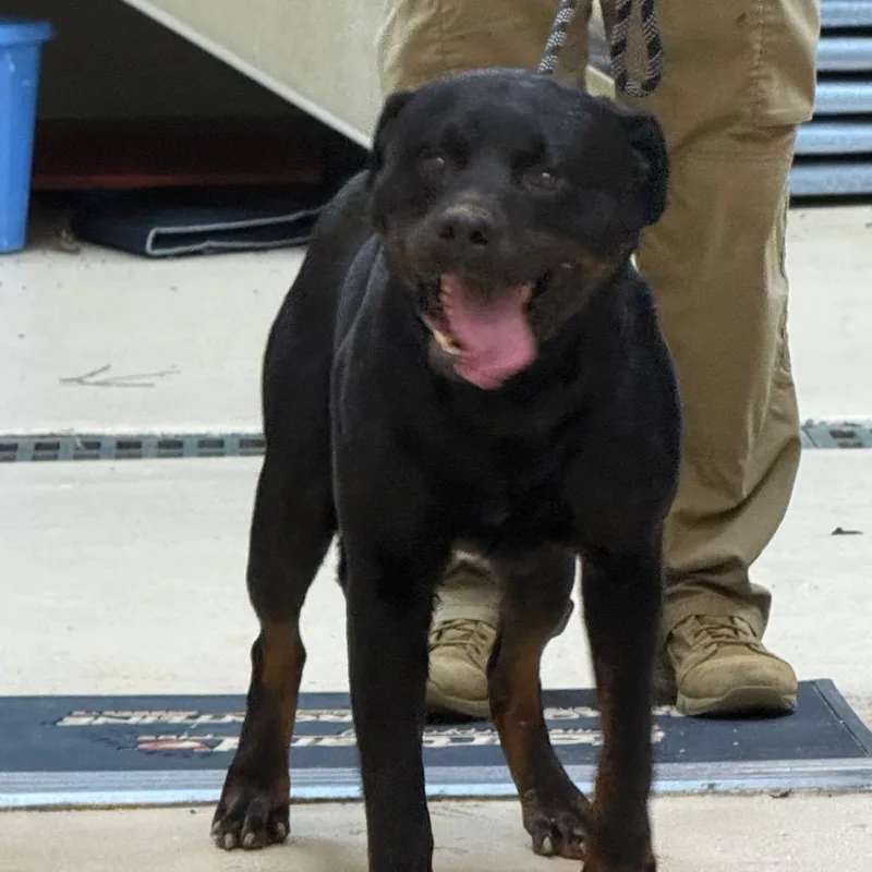 An adult large-sized male Black Rottweiler dog named Cash for adoption in Winston-Salem, NC