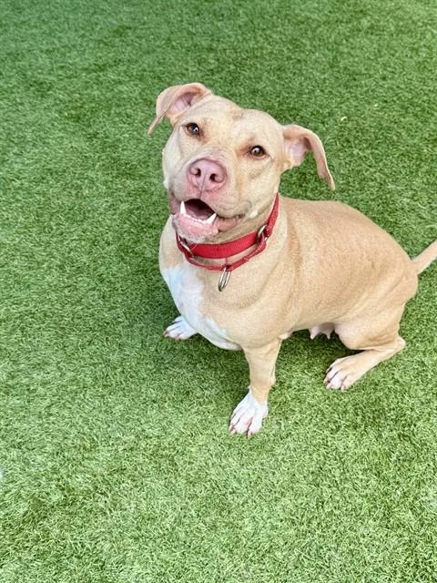 An adult medium-sized female Mixed Breed dog named Marley for adoption in Dallas, TX