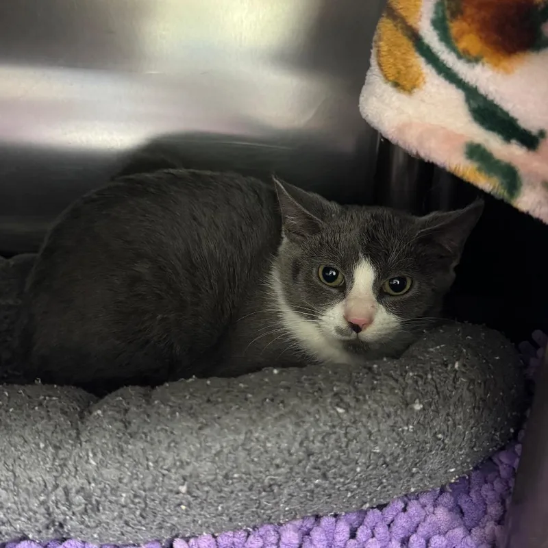 A baby small-sized female Domestic Short Hair cat named Bridey for adoption in Charlottesville, VA
