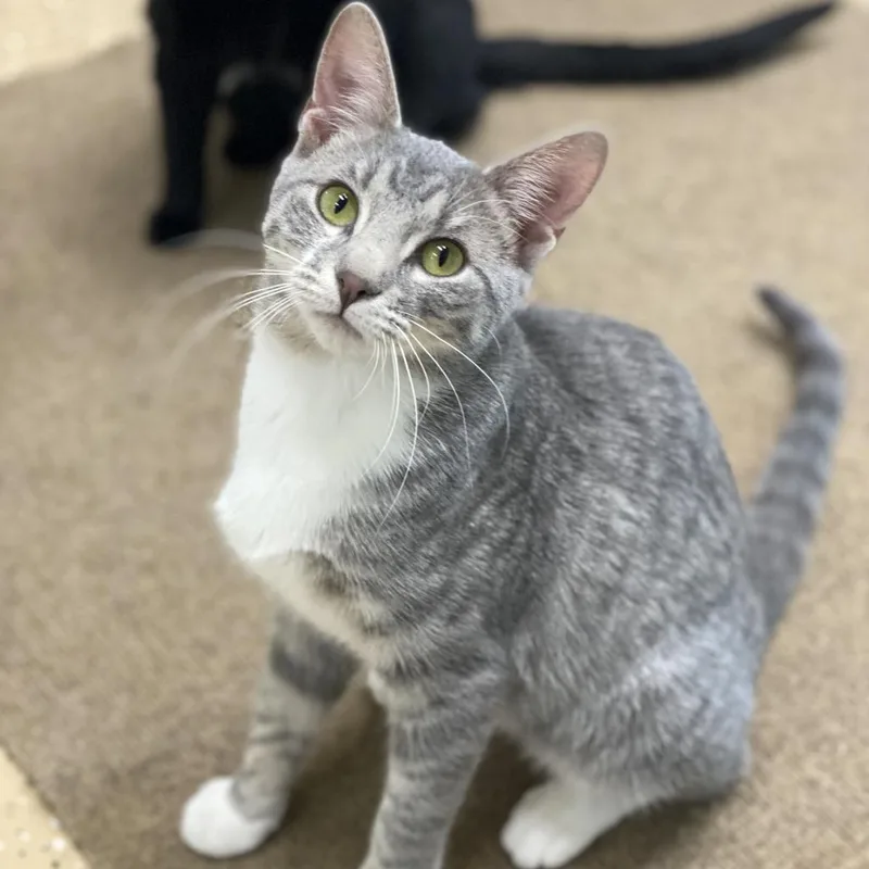 An adult medium-sized female Domestic Short Hair cat named Ivy for adoption in Decorah, IA