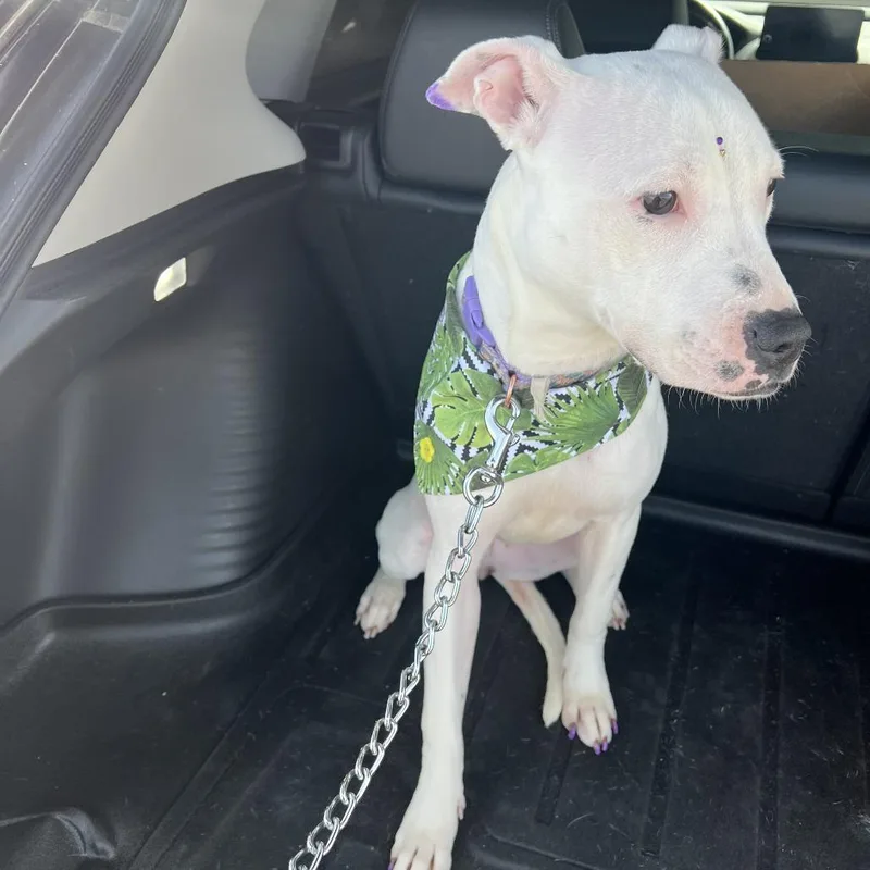 An adult medium-sized female White / Cream Pit Bull Terrier dog named Bluebell for adoption in Yuma, AZ