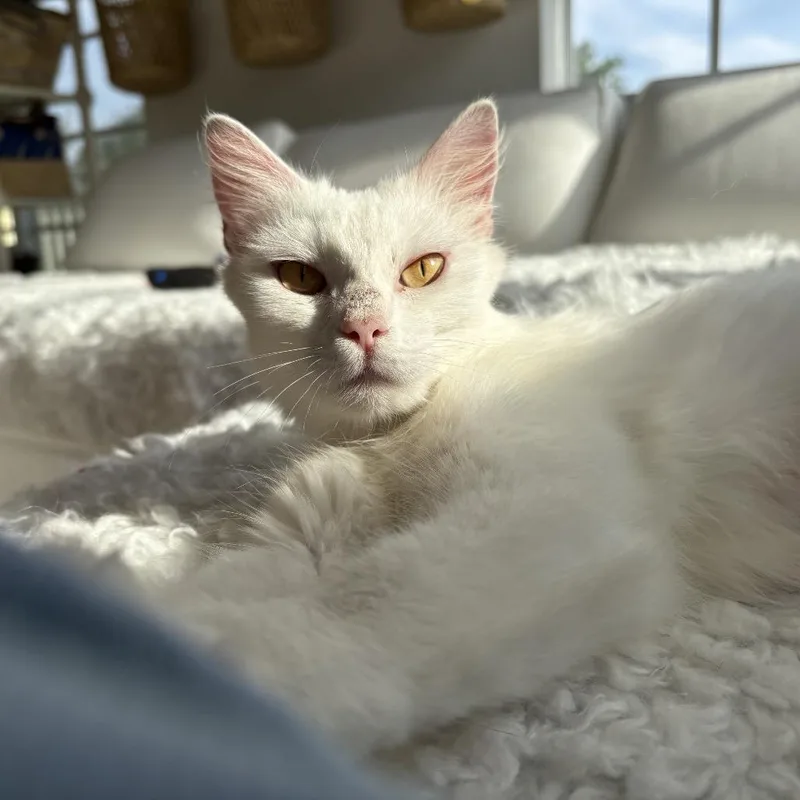 A young medium-sized female White Domestic Long Hair cat named Mamma Mia for adoption in Juno Beach, FL