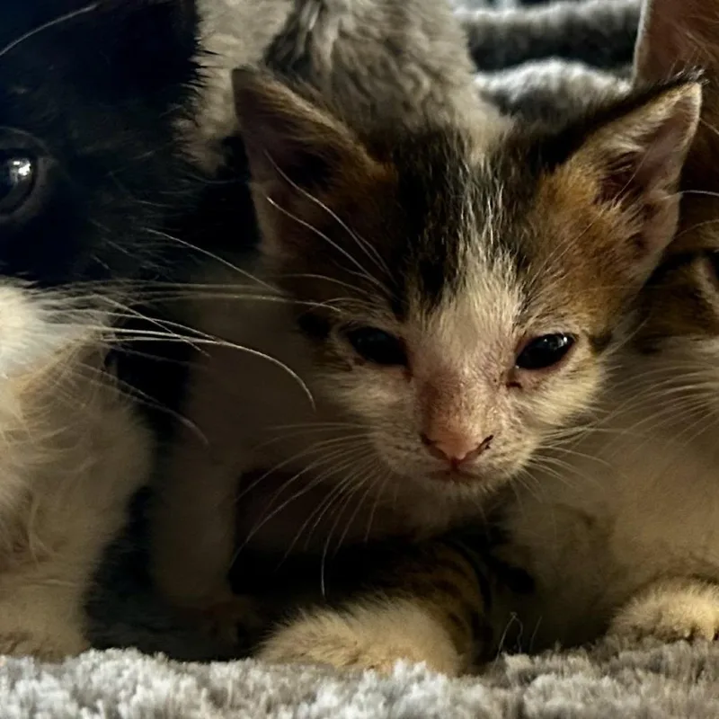 A baby small-sized male White Domestic Short Hair cat named Twig C for adoption in Princeton, MN