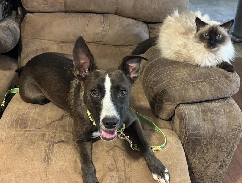 An adult medium-sized female Tricolor (Brown, Black, & White) Mixed Breed dog named Tessera for adoption in Brookshire, TX