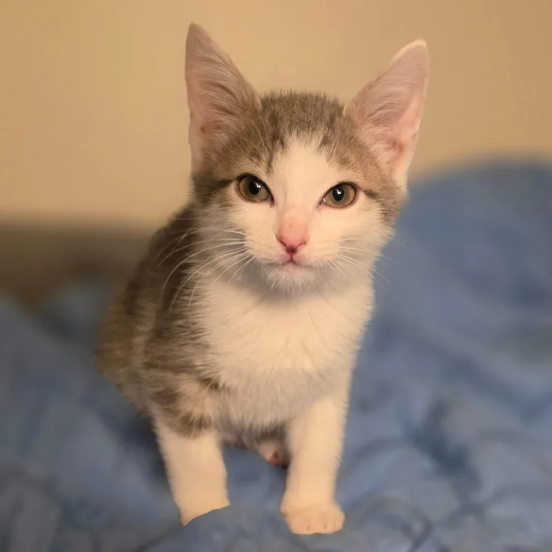 A baby small-sized male Gray / Blue / Silver Domestic Medium Hair cat named Blue Smoke for adoption in Fredericksburg, VA