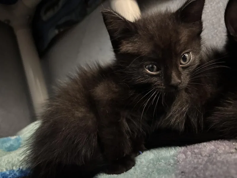 A baby small-sized female Domestic Short Hair cat named Princess Leia for adoption in Moriarty, NM