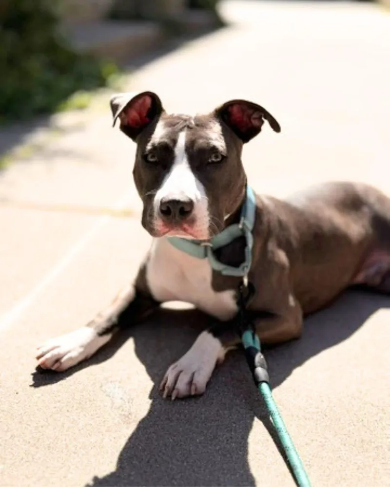 A young medium-sized male Gray / Blue / Silver Pit Bull Terrier dog named Junior for adoption in Valley Village, CA