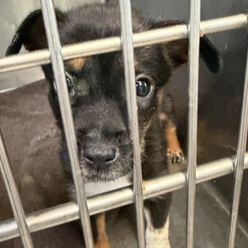 A baby small-sized female Black Labrador Retriever dog named Mitochondria for adoption in Austin, TX