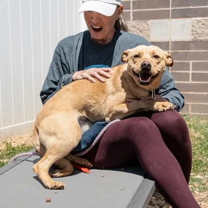 An adult medium-sized female Mixed Breed dog named Chikita for adoption in Chamblee, GA