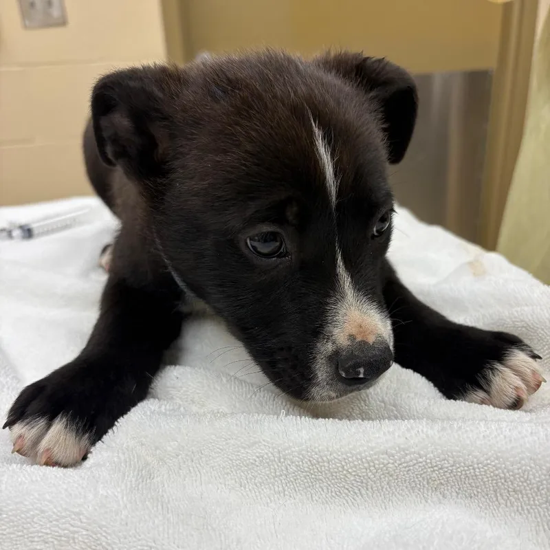 A baby medium-sized female Black Mixed Breed dog named Plaid for adoption in Winston-Salem, NC