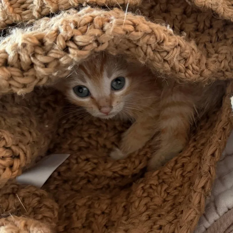 A baby small-sized male Orange / Red Domestic Short Hair cat named Mike Wazowski for adoption in Tempe, AZ