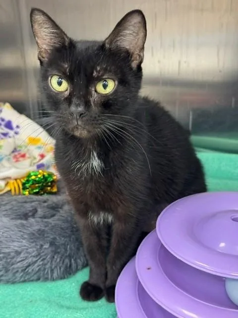 A young medium-sized female Domestic Short Hair cat named Jet for adoption in Naples, FL
