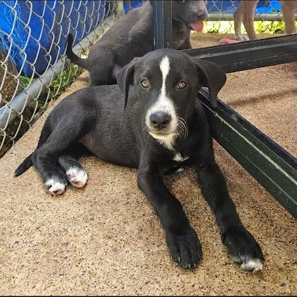 A baby small-sized female Black Terrier dog named Pepper for adoption in Marshall, TX