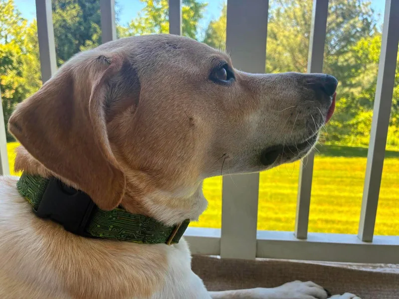 An adult medium-sized male Beagle dog named Cooper for adoption in Westwood, NJ