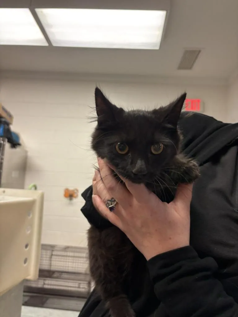 A baby medium-sized female Domestic Short Hair cat named Caprice for adoption in Warrenton, NC
