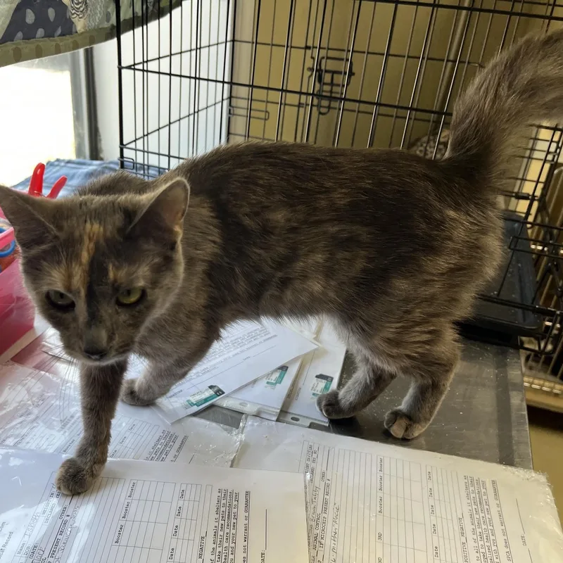 A young medium-sized female Dilute Tortoiseshell cat named Evie for adoption in Clarksville, VA