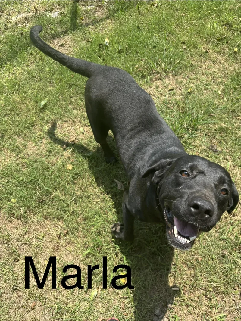 An adult large-sized female Labrador Retriever dog named Marla for adoption in Zimmerman, MN