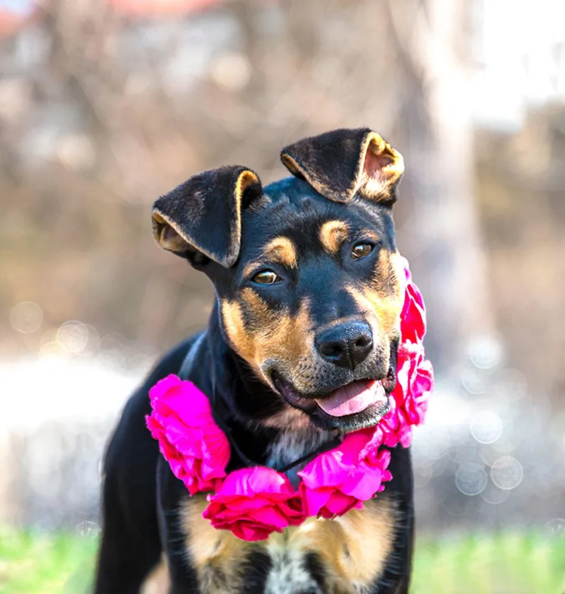 Shep Mix Pups Female