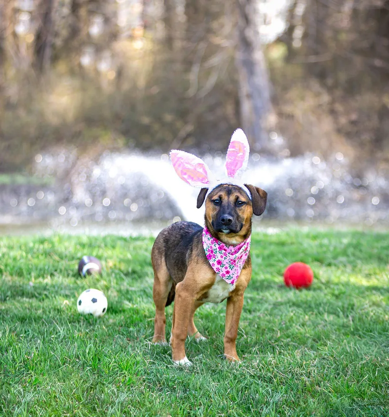 Shep Mix Pups Female thumbnail 2