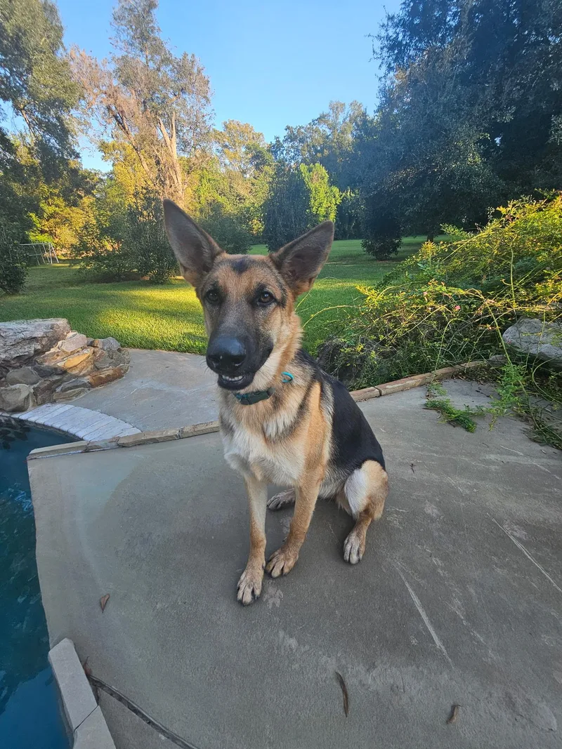 A young medium-sized female Bicolor German Shepherd Dog dog named Kona for adoption in Alexandria, LA