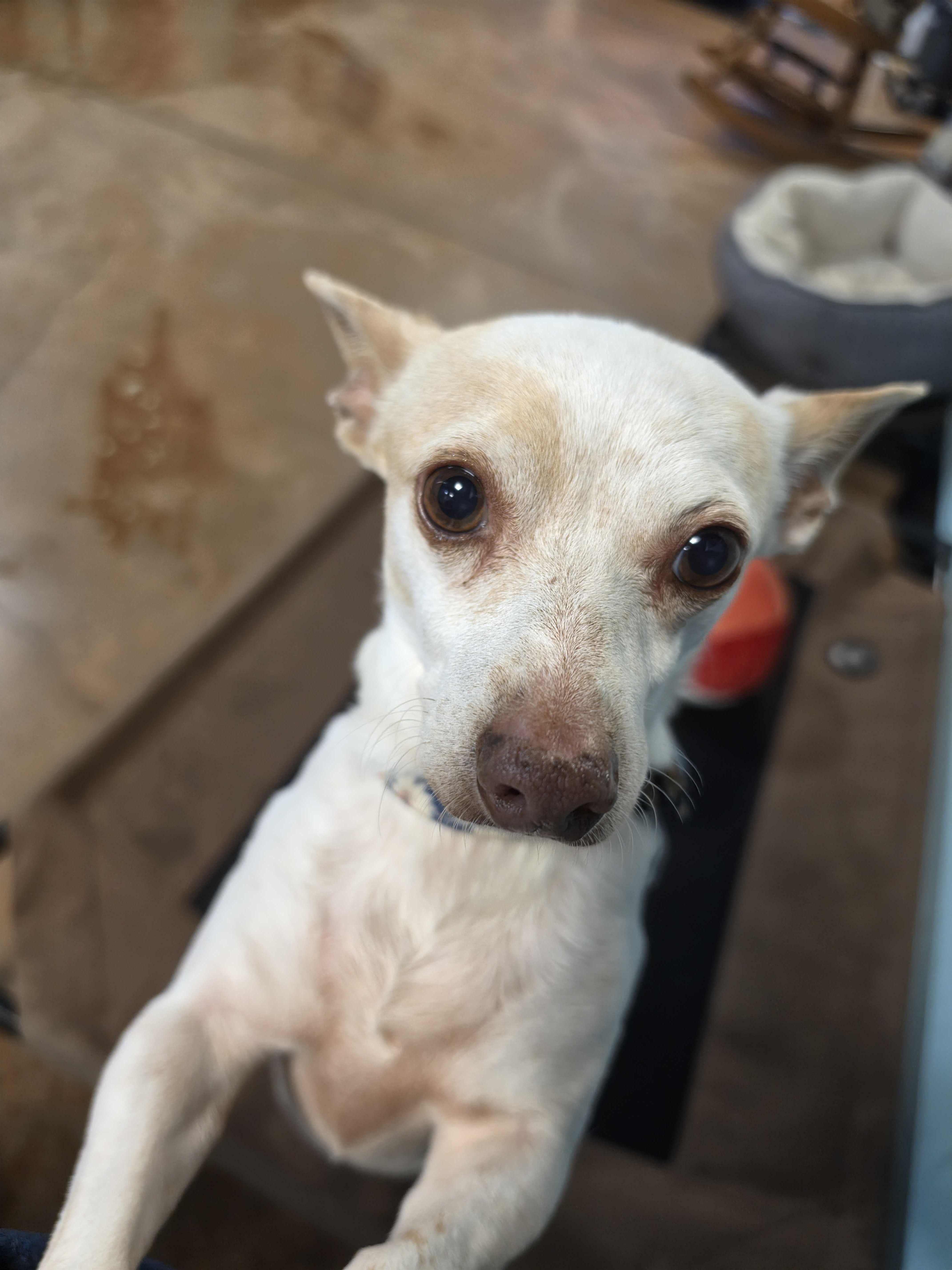 A senior small-sized female Chihuahua dog named Virginia for adoption in Lafayette, CA
