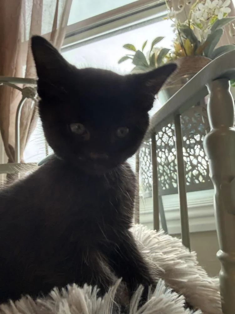 A baby medium-sized male Black Domestic Short Hair cat named Gideon for adoption in Clinton Township, MI