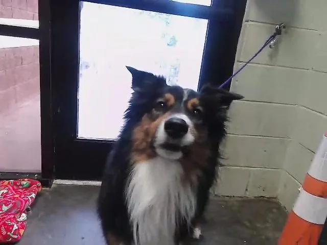 An adult large-sized male Australian Shepherd dog named Winston for adoption in Tulsa, OK