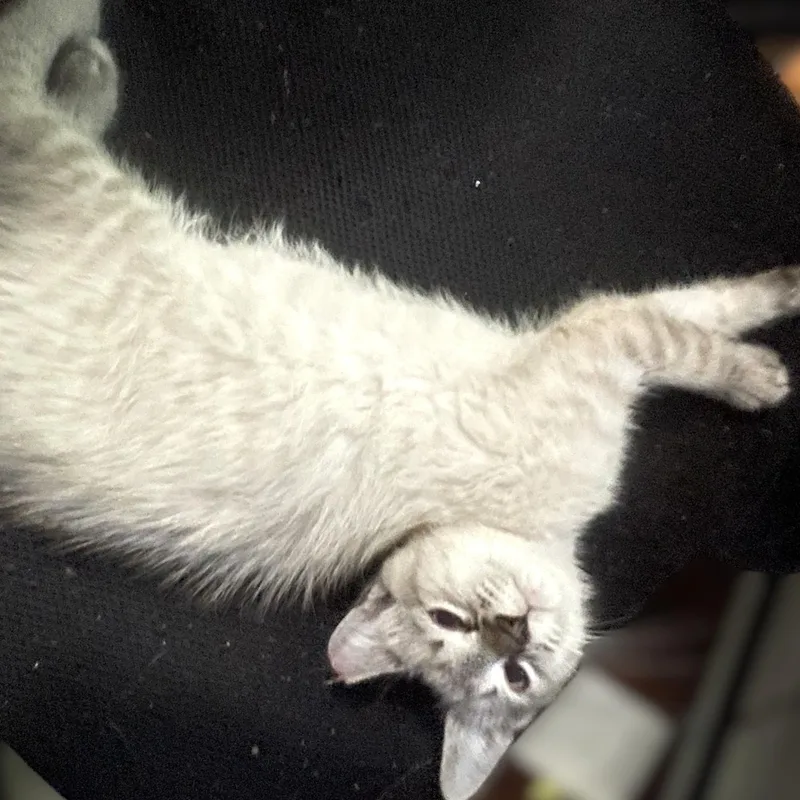 A baby small-sized male Buff / Tan / Fawn Siamese cat named Blanco for adoption in Charlotte, NC