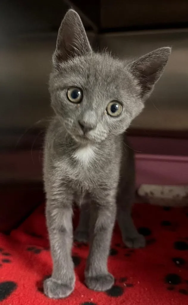 A baby small-sized female Domestic Short Hair cat named Uber for adoption in Ocala, FL