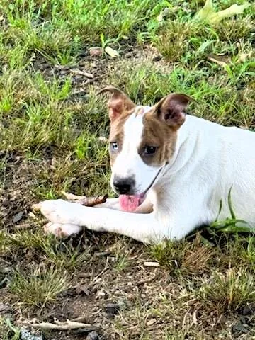 A young medium-sized female Brown / Chocolate Terrier dog named Peanut Lou for adoption in Hot Springs, AR