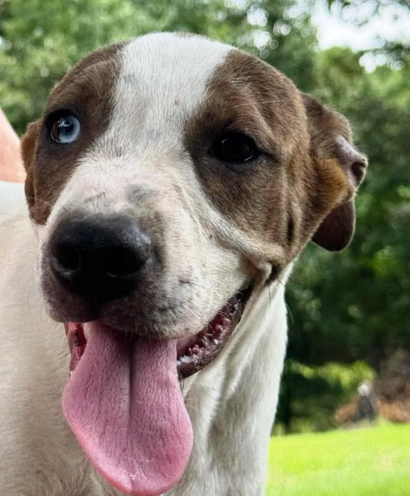 Peanut Lou thumbnail 3