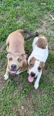 Peanut Lou thumbnail 5