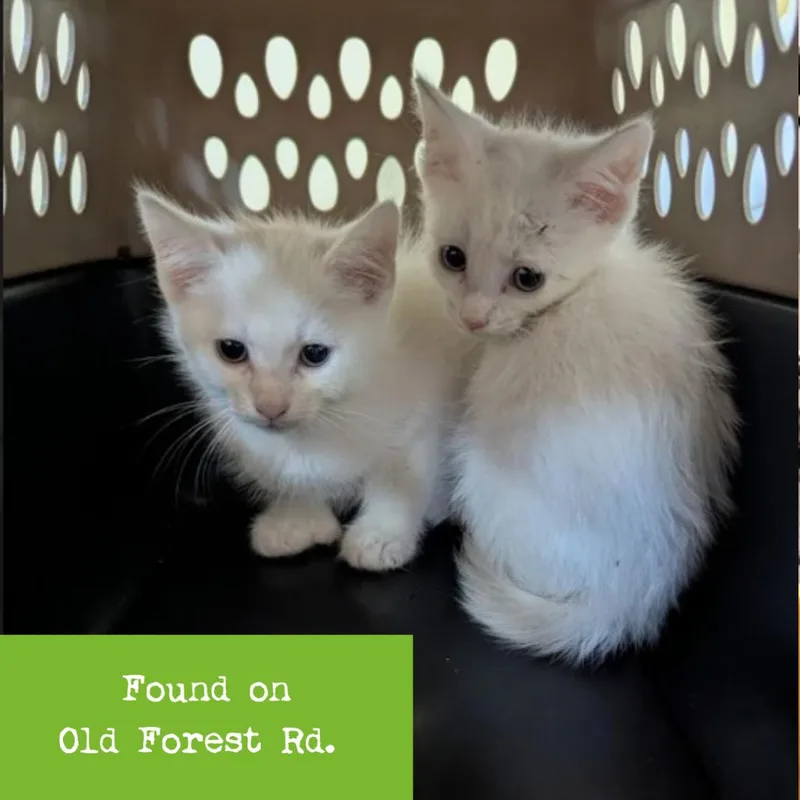 A baby small-sized male White Domestic Short Hair cat named Thumbelina for adoption in Lynchburg, VA
