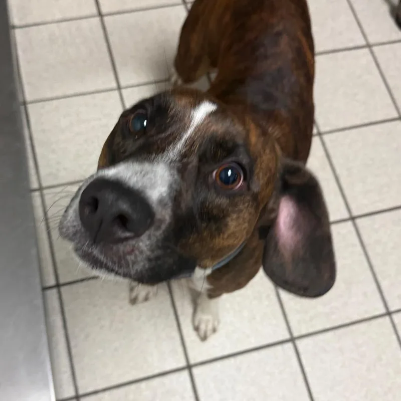 A young medium-sized female Brindle Mixed Breed dog named Leia for adoption in Charleston, WV