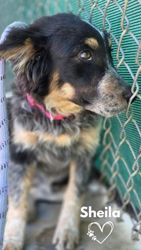 A baby medium-sized female Australian Shepherd dog named Sheila for adoption in Monte Vista, CO