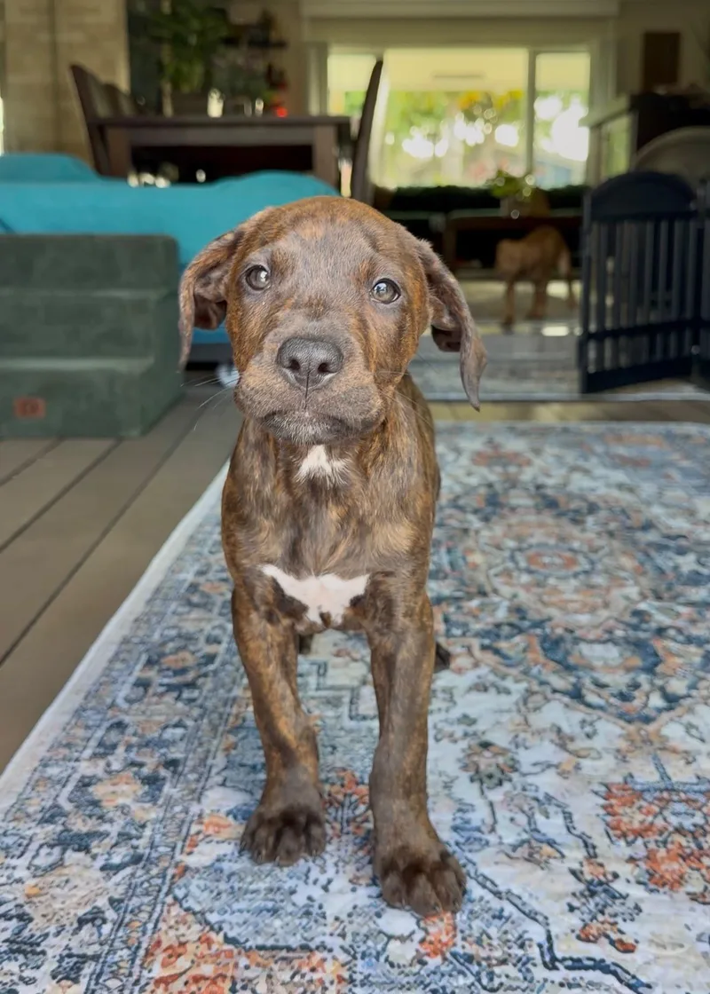 A baby medium-sized male Brindle Pit Bull Terrier dog named Gonzo for adoption in Sunrise, FL