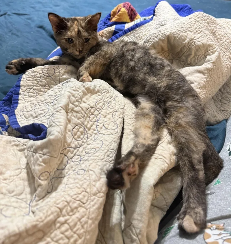 A baby small-sized female Tabby (Brown / Chocolate) Domestic Short Hair cat named Jasmine for adoption in Indianapolis, IN