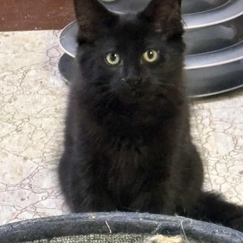 Victor
