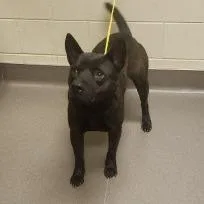 Reginald thumbnail 2